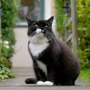 Koje su pasmine mačaka crno -bijele, kako se zove takve mačke?