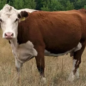 Kazahh bijela pasmina krava